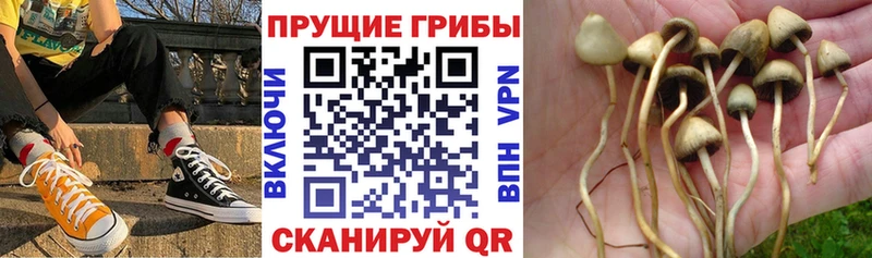 Галлюциногенные грибы прущие грибы  цены наркотик  кракен   Кировград 